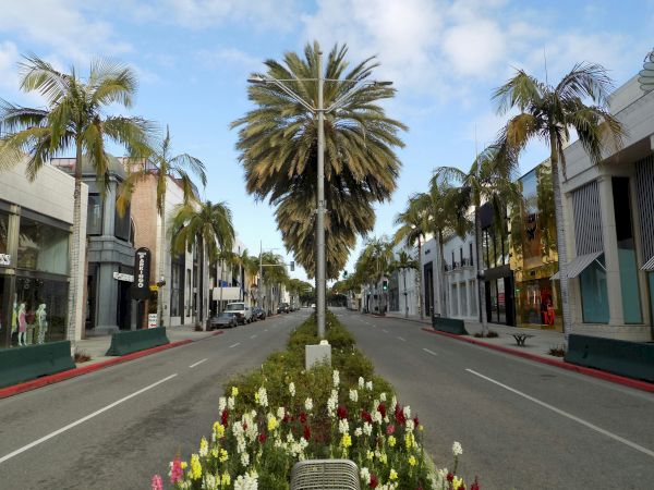 A palm-lined, empty street with modern buildings and colorful flowers in the median under a clear sky.